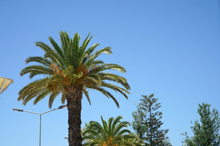 palm tree against the blue sky in the city of Alicanteの写真素材