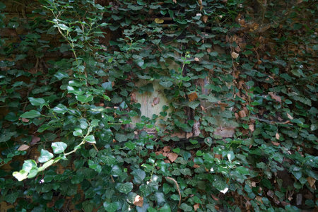 Old brick wall covered with green ivy leaves, stock photo imageの写真素材