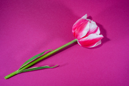 Pink and white tulips on a pink background. Copyspace.の写真素材