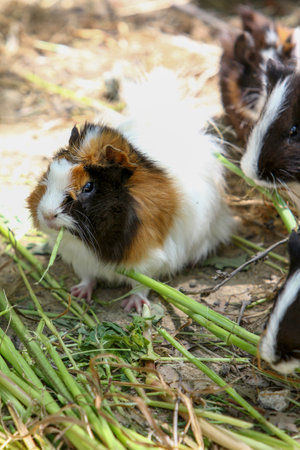 Guinea pig eating grass in the farm, closeup of photoの写真素材