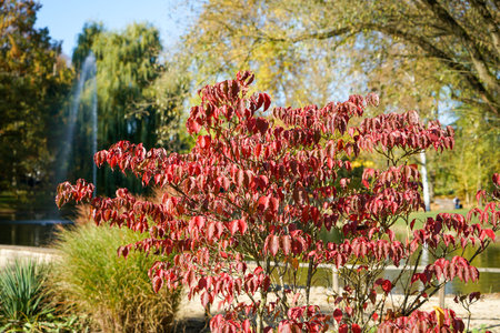 Autumn in the city park on a sunny day. Landscape.の写真素材