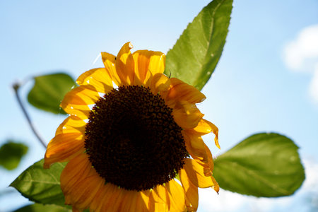Sunflower with green leaves on blue sky background. Sunflower blooming.の写真素材