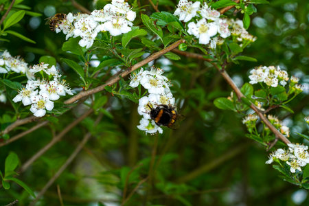 Bumblebee on white flowers of hawthorn tree in springの写真素材