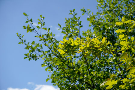 green leaves on blue sky background in sunny day, note shallow depth of fieldの写真素材