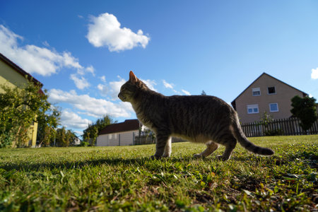 tabby cat walking on green grass with blue sky in the backgroundの写真素材
