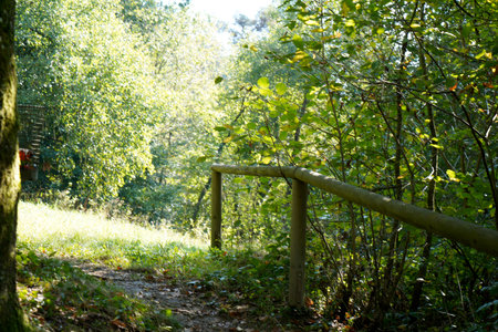 Wooden fence on a sunny day in the forest in summer.の写真素材