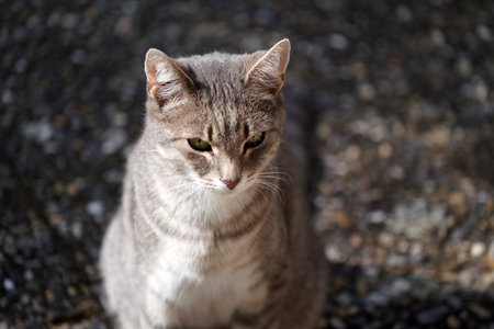 Portrait of a gray cat with green eyes sitting on the street
