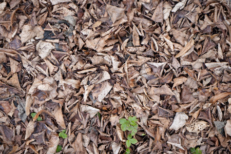 Dry leaves on the ground, close-up. Natural backgroundの写真素材