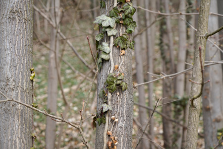 Ivy growing on a tree in the forest. Springtime.の写真素材