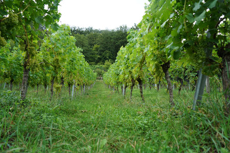 Vineyard in the countryside in summer. Rows of grapes.の写真素材