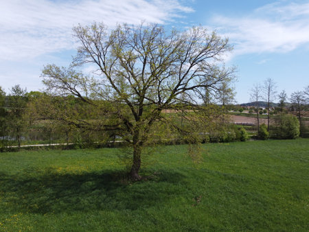 Lonely tree on the meadow in springtime, Germanyの写真素材