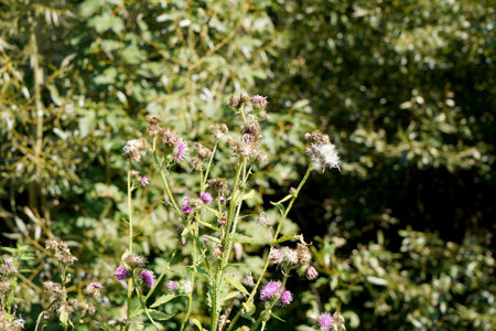 Thistle flowers in the meadow on a sunny summer day.の写真素材