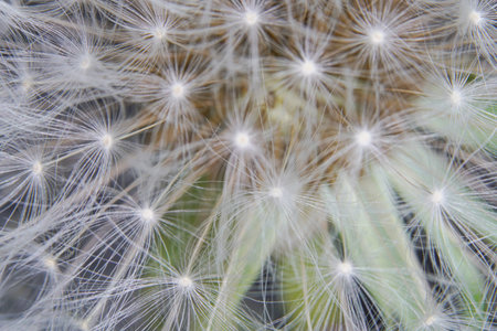 Dandelion seeds close-up macro photography, selective focus.