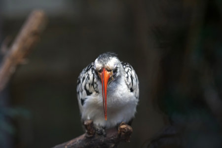 Close up of a red-billed hornbill sitting on a branchの写真素材