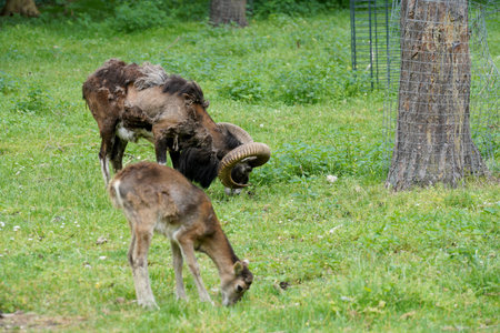 Barbary sheep with its mother in a meadowの写真素材
