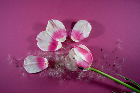 Tulips and dandelion seeds on a pink background.の写真素材