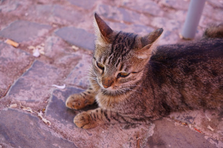 Cute tabby cat sitting on the ground in the street.の写真素材