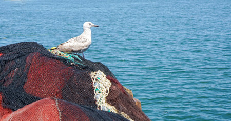 Seagull sitting on a fishing net on the seashoreの写真素材