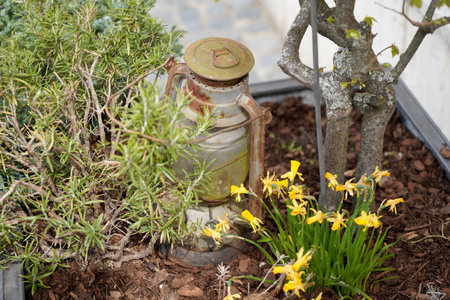 Lantern in the garden with daffodils and rosemaryの写真素材