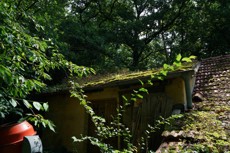 Abandoned house in the forest with green leaves on the roofの写真素材