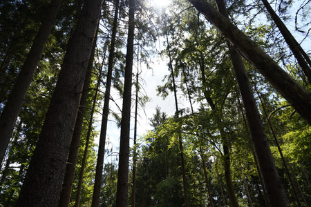 Forest dieback due to climate change, drought and storms and deforestation as a raw material