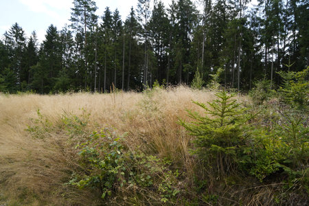 Forest dieback due to climate change, drought and storms and deforestation as a raw materialの写真素材
