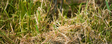 Grains in the field before harvest in agricultureの写真素材