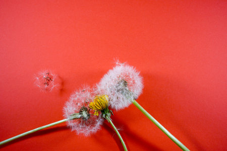 Dandelion on colored background in flat lay with copy space in top viewの写真素材