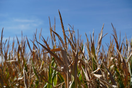 Corn field in summer with blue sky and ripening grainの写真素材