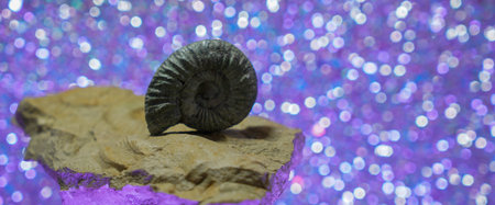 Ammonite is a fossil of a squid, photographed in close-up in the studioの写真素材