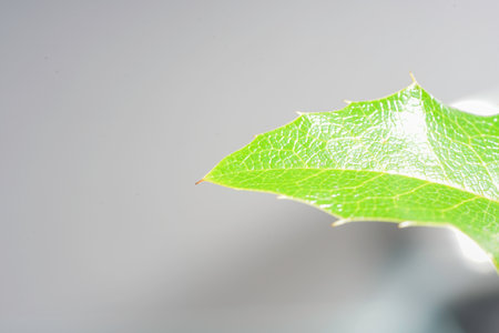 Holly leaf with dew drops on white background, close upの写真素材