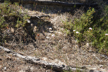 vegetation on the Portuguese Atlantic beach with sparse growthの写真素材