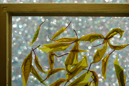Yellow leaves on the windowsill with bokeh background, close upの写真素材