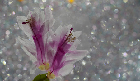 Blossoming Christmas cactus on a bokeh background.