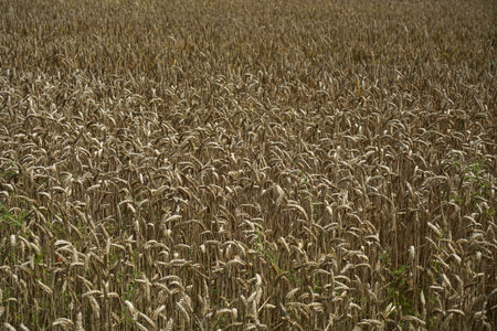 Grain harvested in summer for processing as a food fieldの写真素材