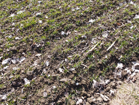 Plowed field with fallen leaves. Close up. Jump.の写真素材