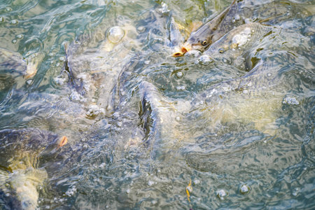 carp fish at feeding in a pond with murky waterの写真素材