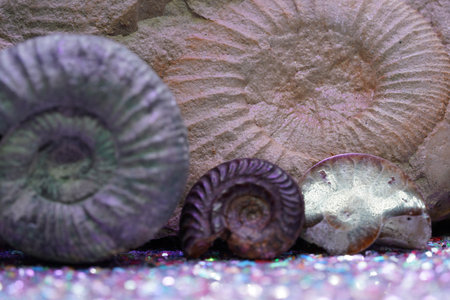 Ammonite is a fossil of a squid, photographed in close-up in the studioの写真素材