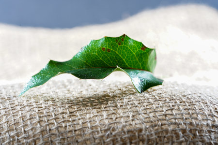 Leaf of holly on sackcloth, close-up.の写真素材