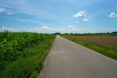 Dirt road through a corn field in summer with clouds in the blue skyの写真素材