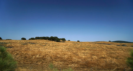 Summer in Spain along the country road many fields and cattle and pigs in the pasturesの写真素材