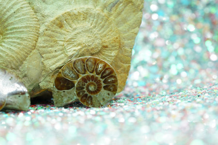 Ammonite is a fossil of a squid, photographed in close-up in the studioの写真素材