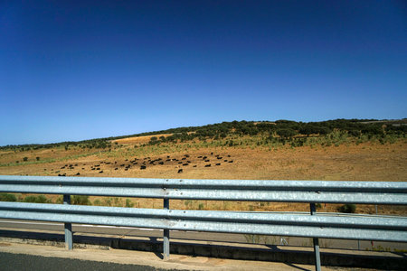 Summer in Spain along the country road many fields and cattle and pigs in the pasturesの写真素材