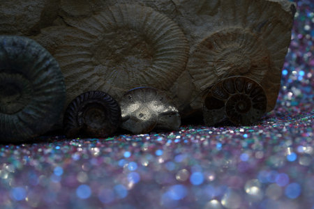 Ammonite is a fossil of a squid, photographed in close-up in the studio