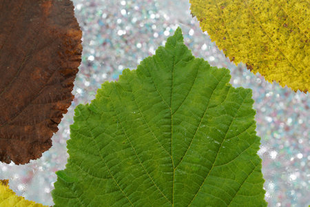 Leaf of a deciduous tree in autumn created in detail in the studioの写真素材