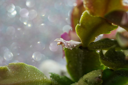 Beautiful cactus flower with water drops on bokeh backgroundの写真素材