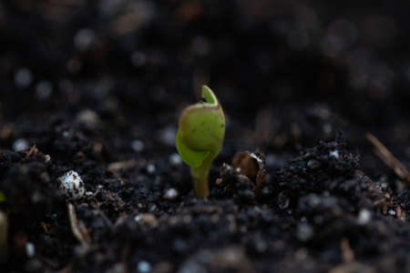 Eco-friendly product. The birth of a new plant life. A green sprout grows out of the ground. Agricultural industry.の写真素材