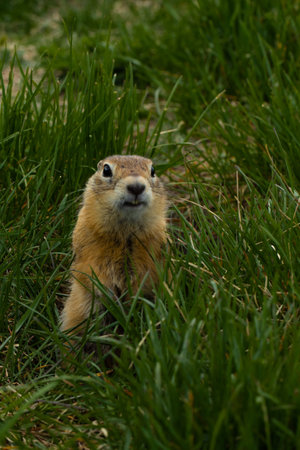 A red ground squirrel stands on its hind legs in a field of green grass.