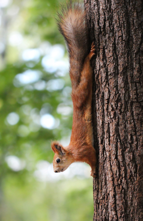 Squirrel headfirst on a treeの写真素材