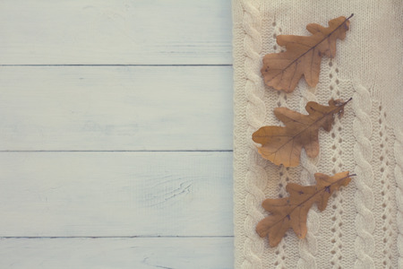Autumn oak leaves on a white sweaterの写真素材